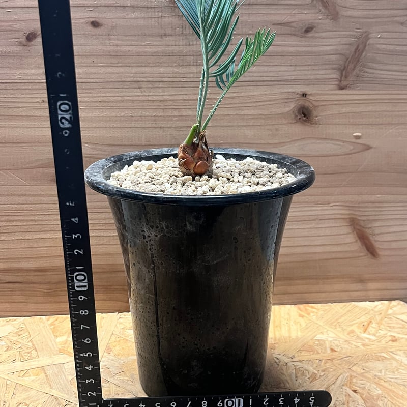 サイカス クピダ | GREEN LUCK