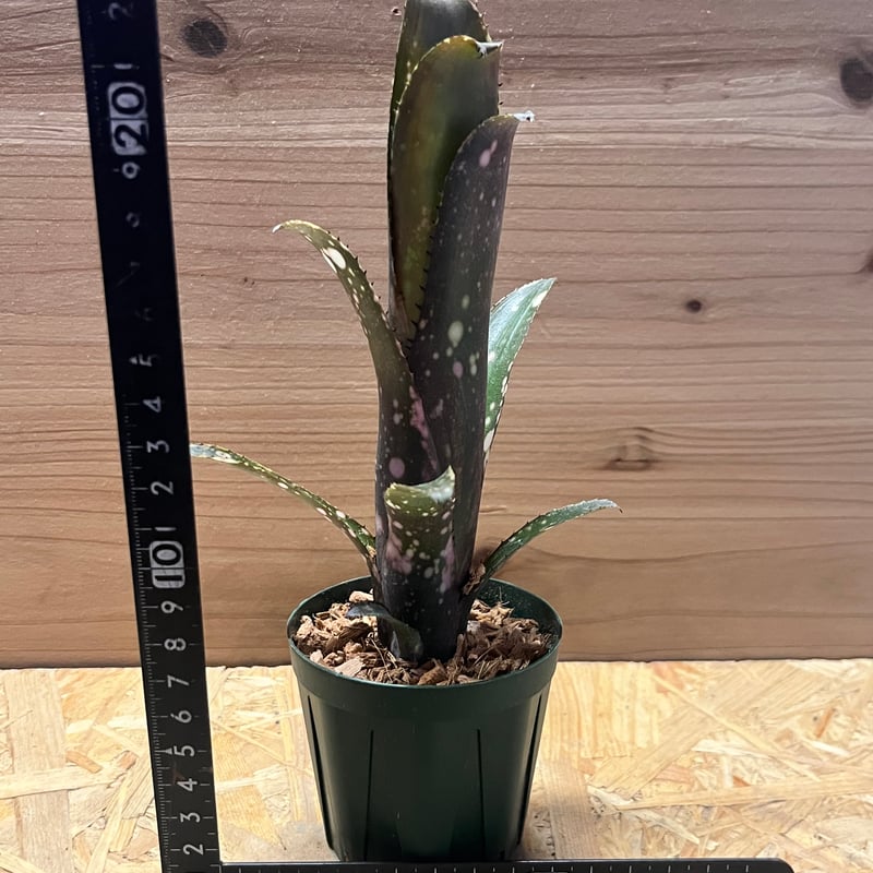 フォロー割実施中♪発根済♪屋外自然光管理【ビルベルギア ディッピンドッツ】 ビルベルギア 'ディッピンドッツ' | GREEN LUCK