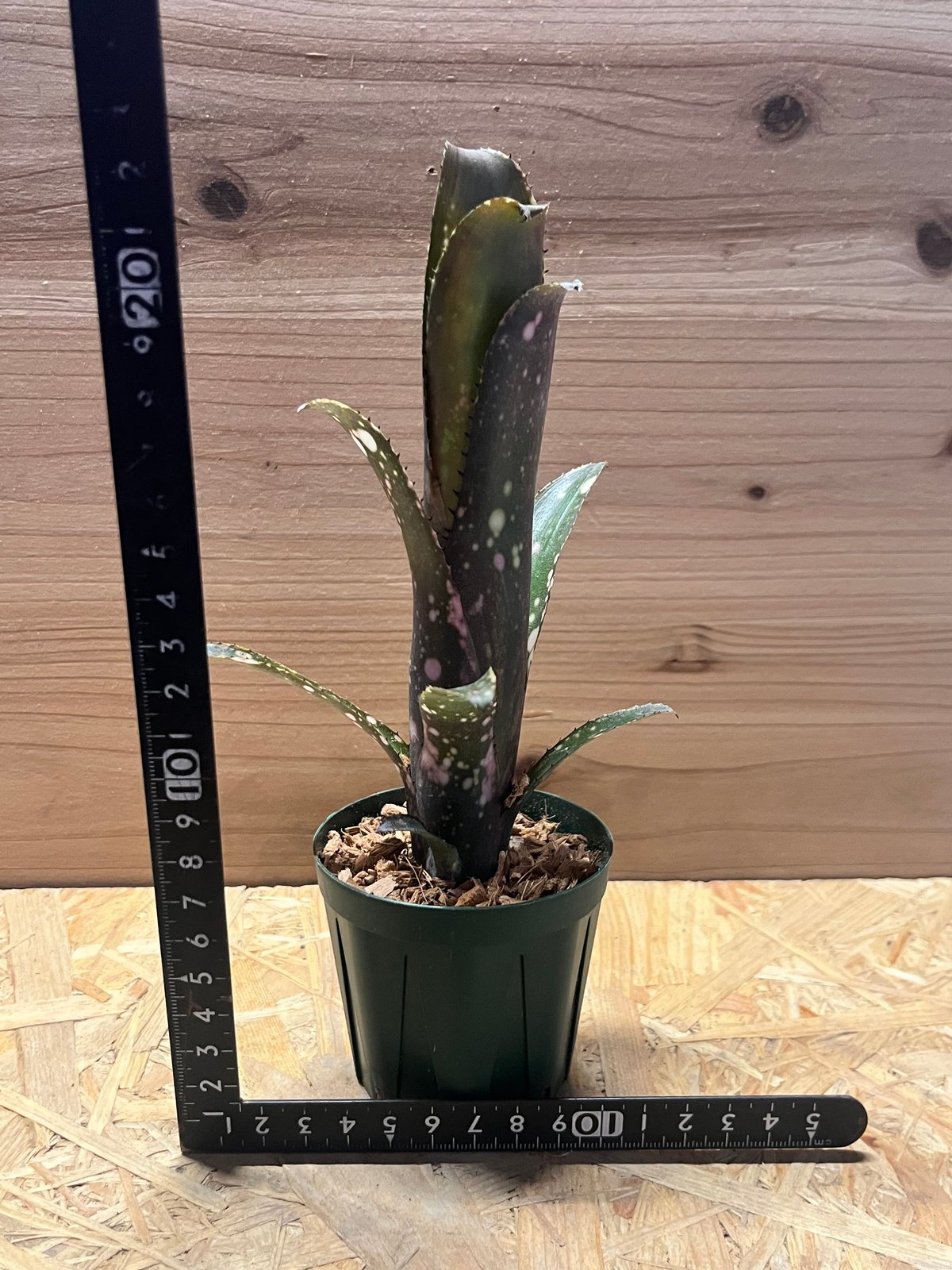 未開花株 発根済み 赤紫に白いドットが美しい【ビルベルギア ディッピンドッツ】 ビルベルギア 'ディッピンドッツ' | GREEN LUCK