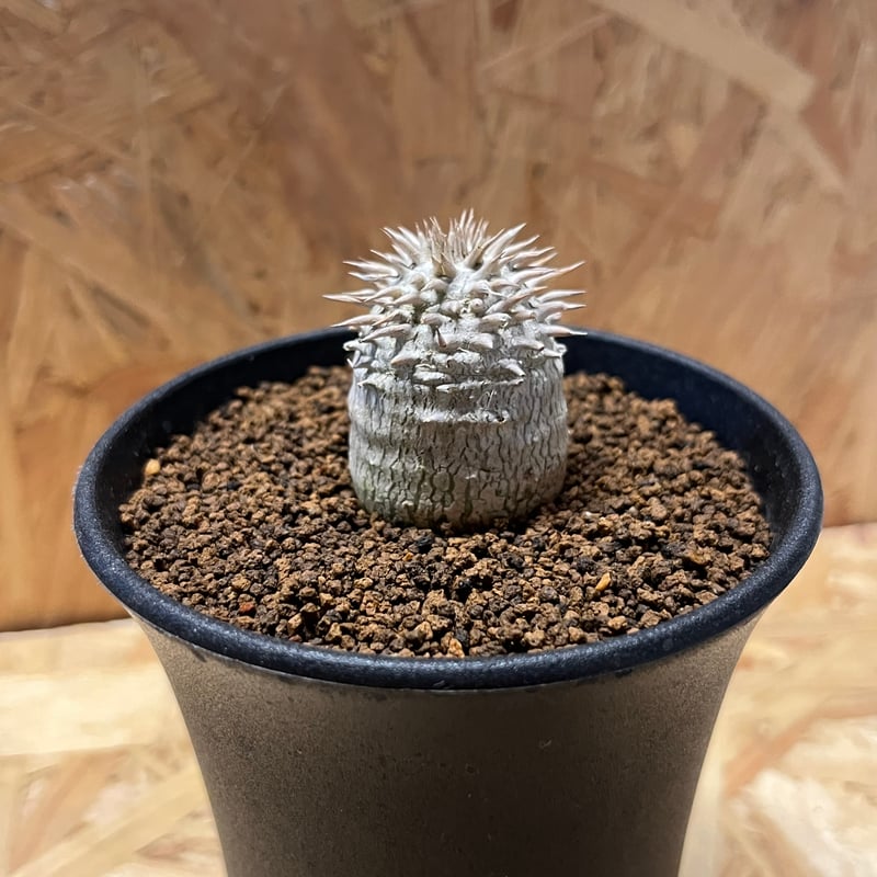 パキポディウム ブレビカウレ 恵比寿大黒 | GREEN LUCK