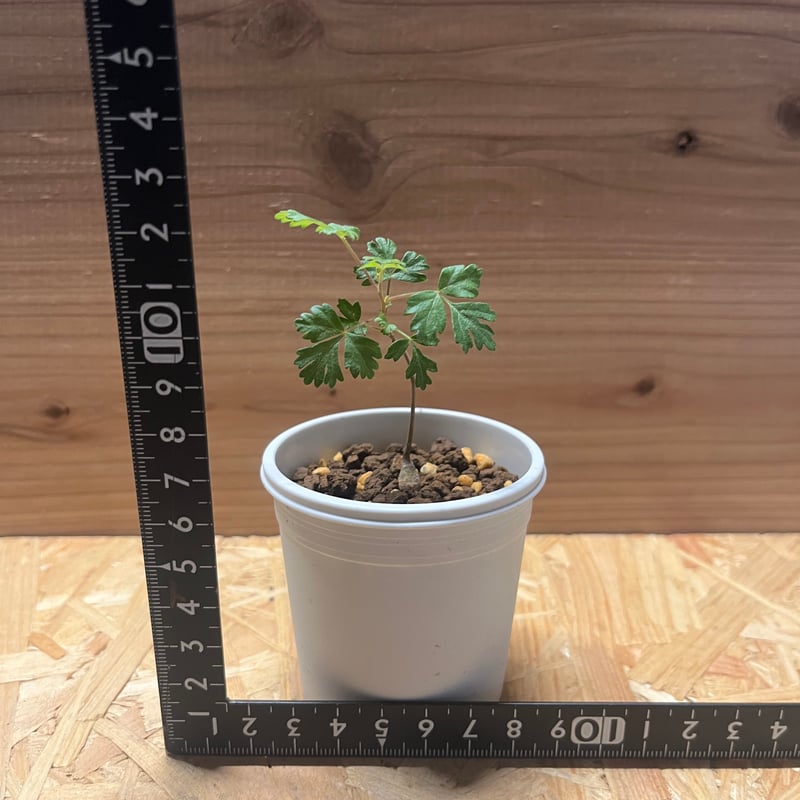 パキコルムス ディスカラー 象の木 実生 | GREEN LUCK