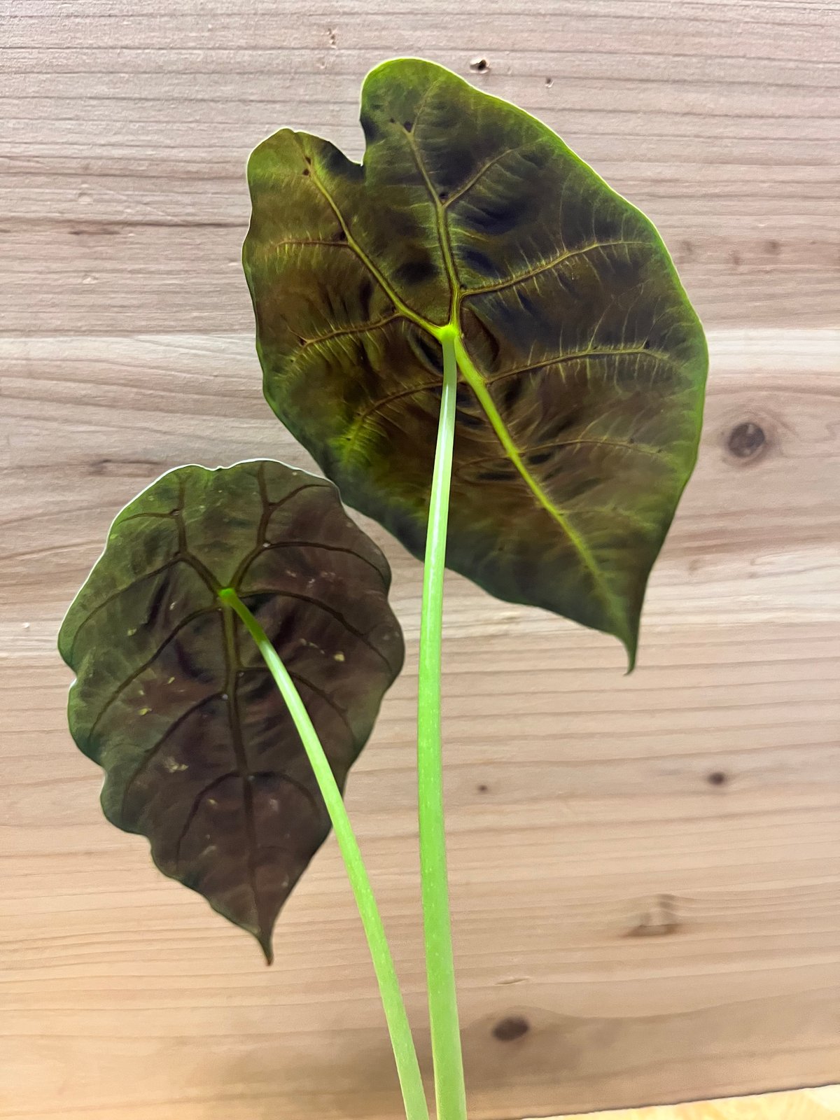 アロカシア ワトソニアナ 'ブラック' | GREEN LUCK