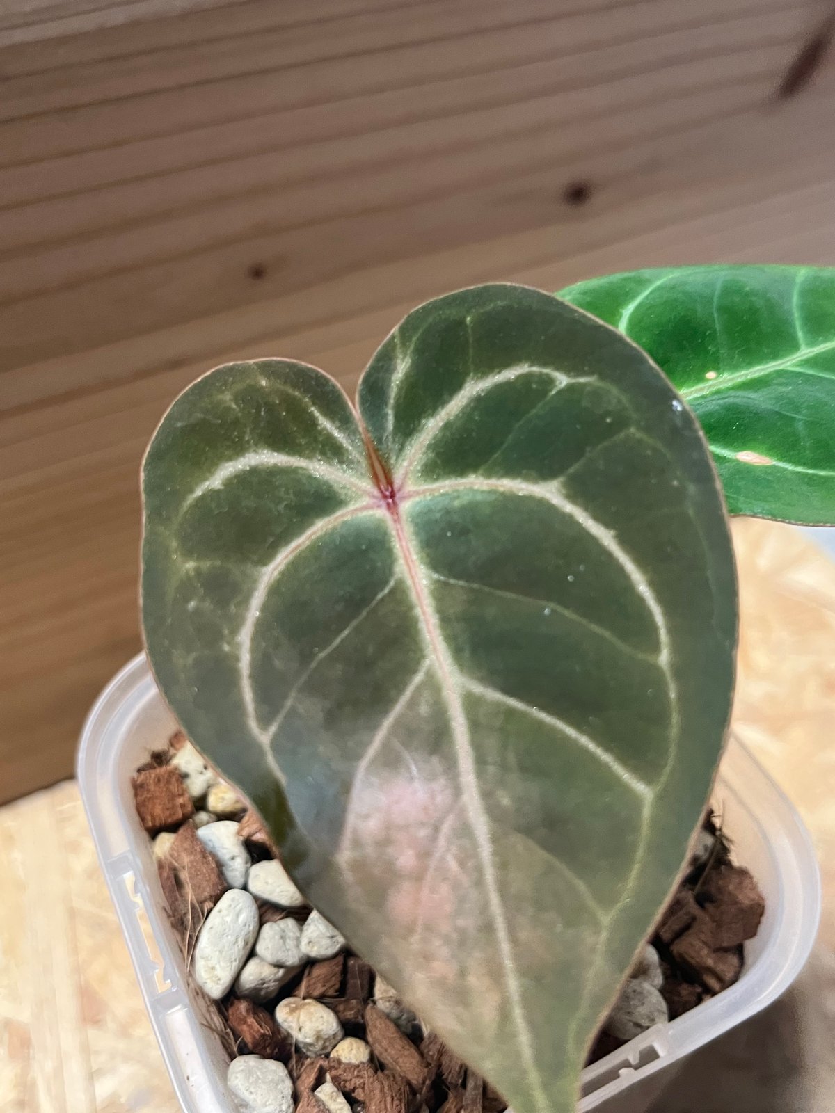 アンスリウム ホフマニー レッドサイナス | GREEN LUCK