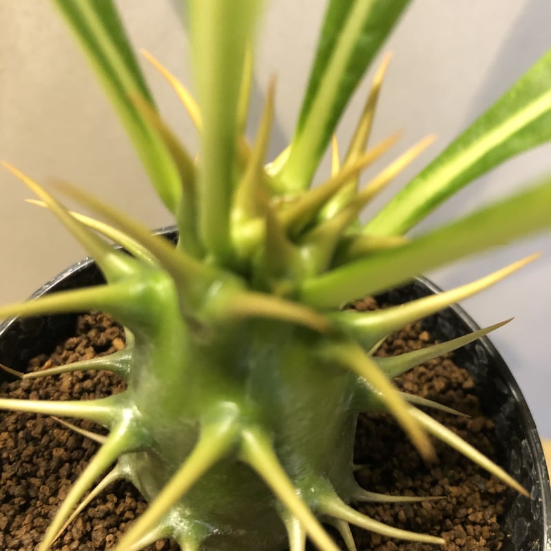 希少 パキポディウム アンボンゲンセ 観葉植物 パキポディウム アンボンゲンセ | GREEN LUCK