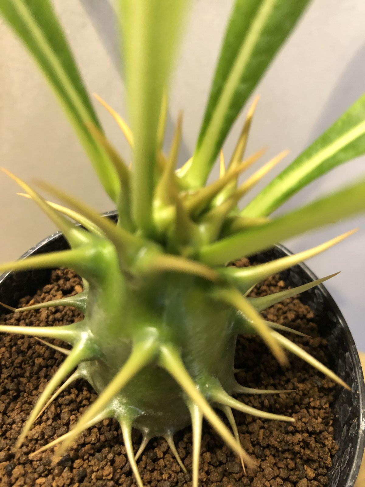 パキポディウム アンボンゲンセ 1 | GREEN LUCK