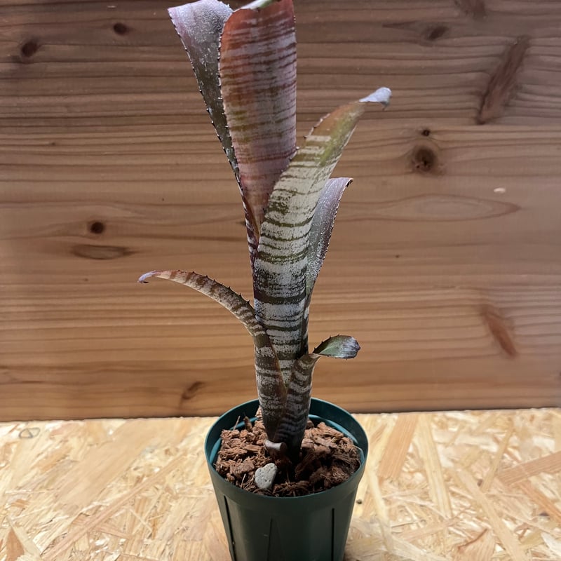 (美株)Billbergia YouTube 回レ！Billbergia 'Bunniss Factor' (winter ver) - YouTube