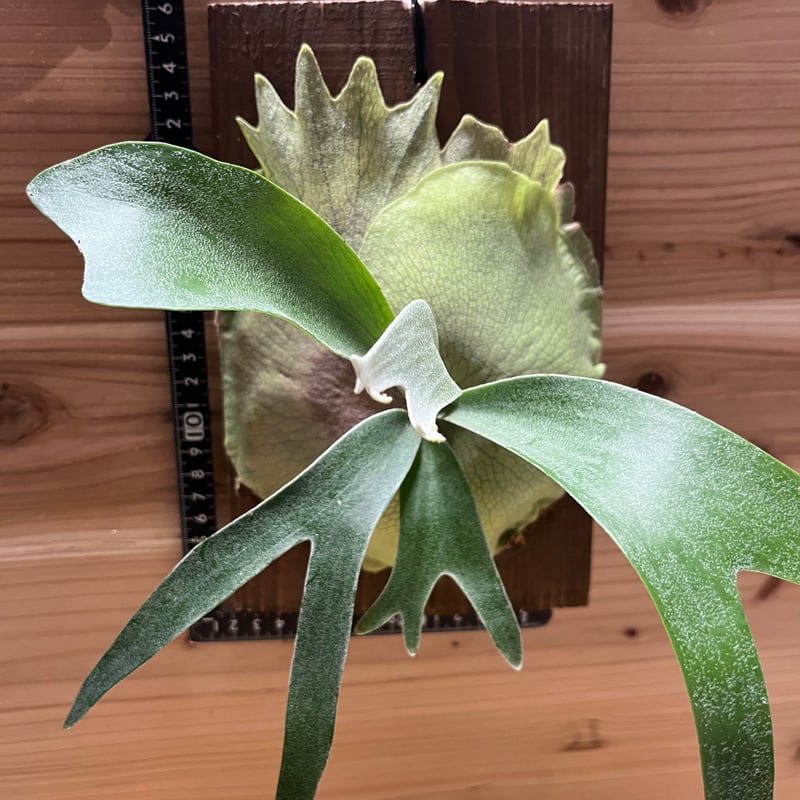 P. Banna#A バンナ#A Platycerium Banna #A (pup) ビカクシダ バンナ #A (子株) ビカ