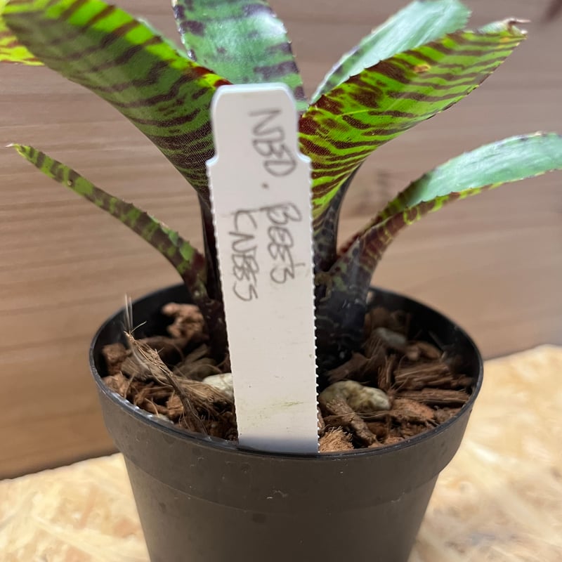 ネオレゲリア ビーズニーズ | GREEN LUCK