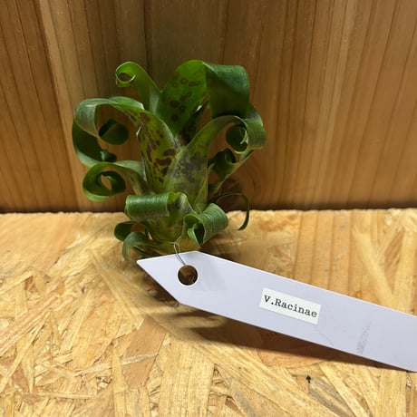 フリーセア | STORES