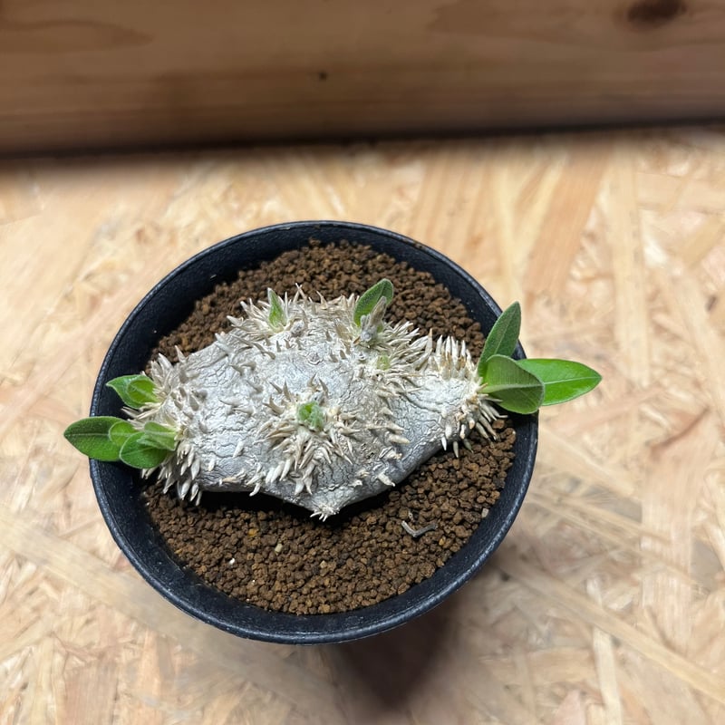 パキポディウム 恵比寿笑い | GREEN LUCK