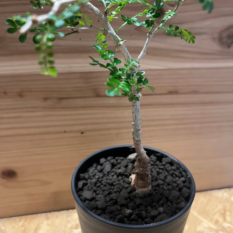 オペルクリカリア パキプス | GREEN LUCK