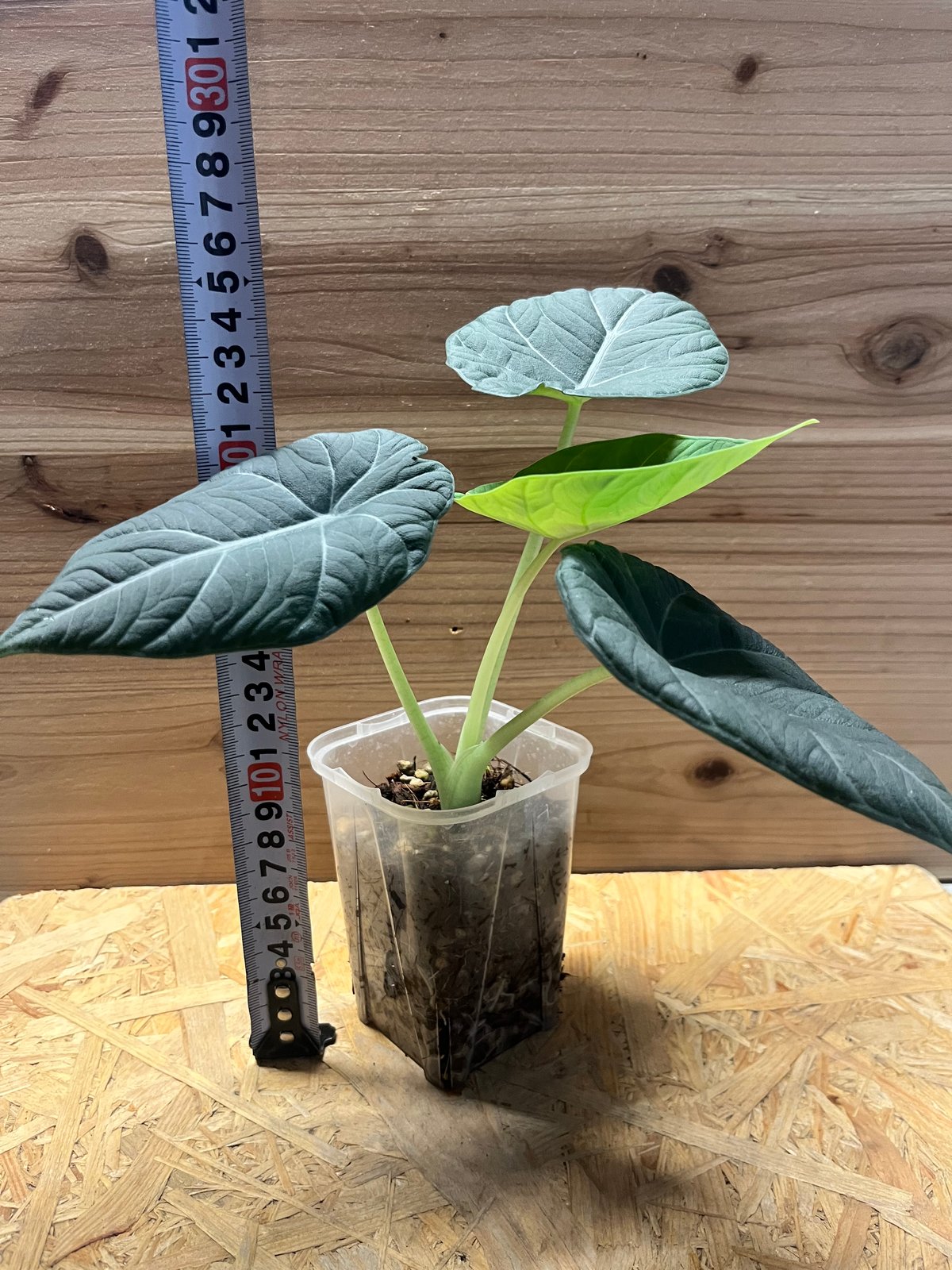 アロカシア マハラニ | GREEN LUCK