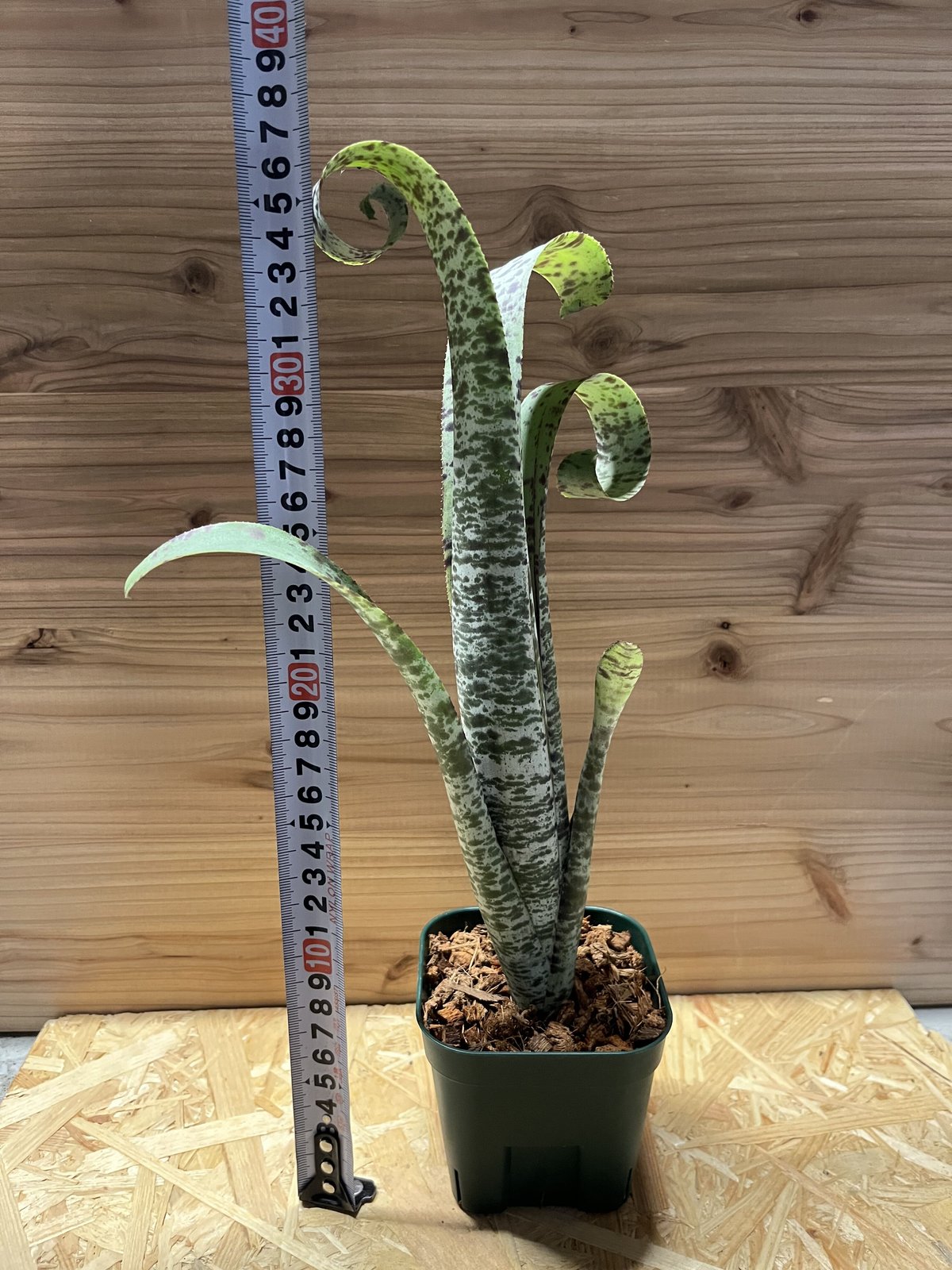 ケスネリア マルモラータ ティムプローマン | GREEN LUCK