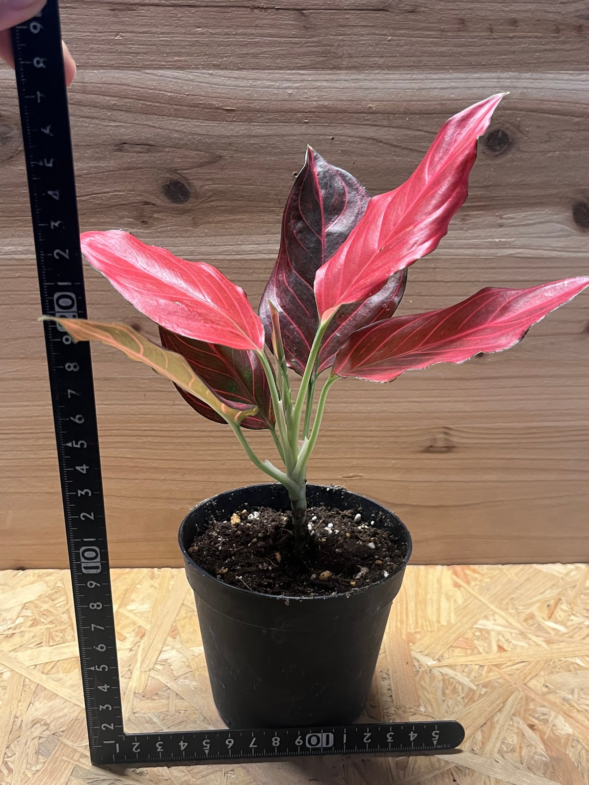 アグラオネマ レッドベイン | GREEN LUCK