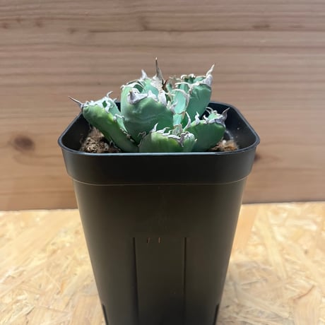 アガベ チタノタ 大量80株 程度 ネームド 魔丸 B&B など【値段交渉無し】 アガベ チタノタ 大量65株 程度 ネームド 魔丸 B&B など【値段