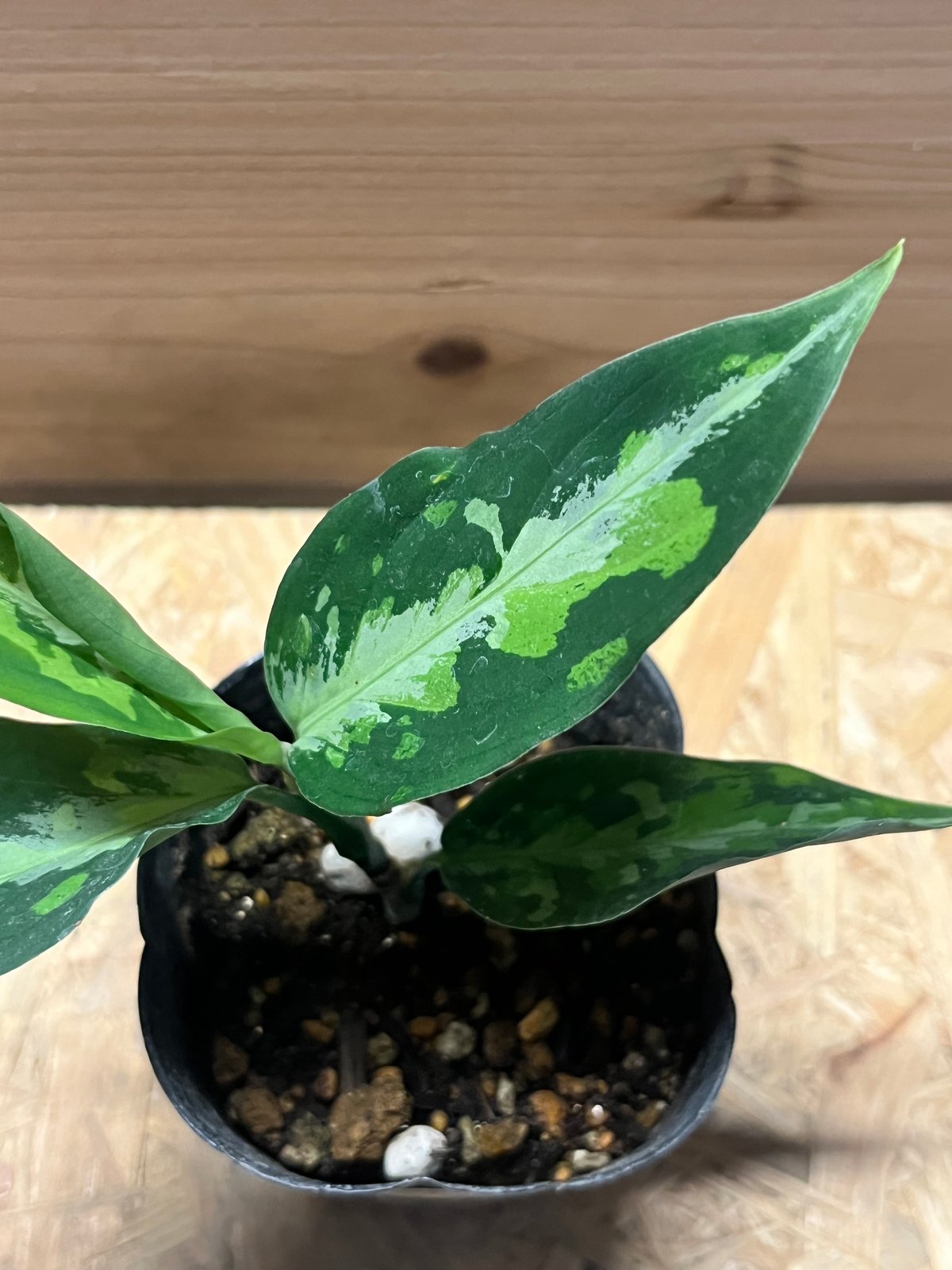 アグラオネマ ピクタム トリカラー エウレカ | GREEN LUCK