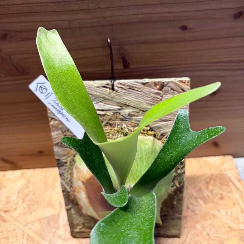 ビカクシダ アルシコルネ アフリカ×マダガスカル | GREEN LUCK