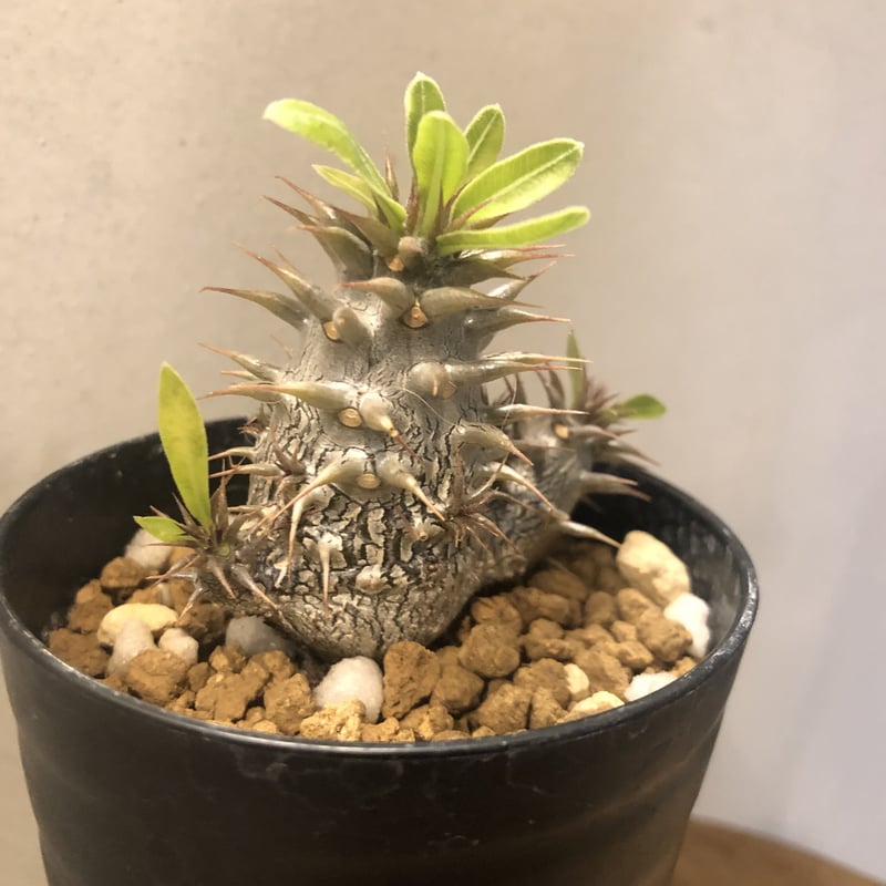 パキポディウム マカイエンセ | GREEN LUCK