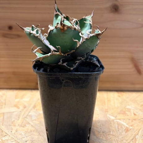 アガベシーザー | STORES