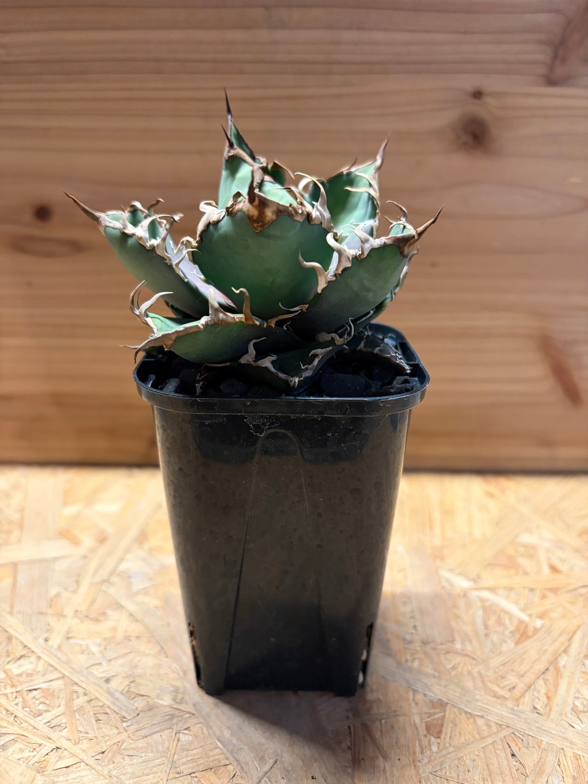 アガベ チタノタ 'シーザー' | GREEN LUCK