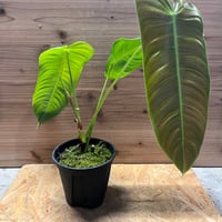 アンスリウム ポーティラエ NSE | GREEN LUCK