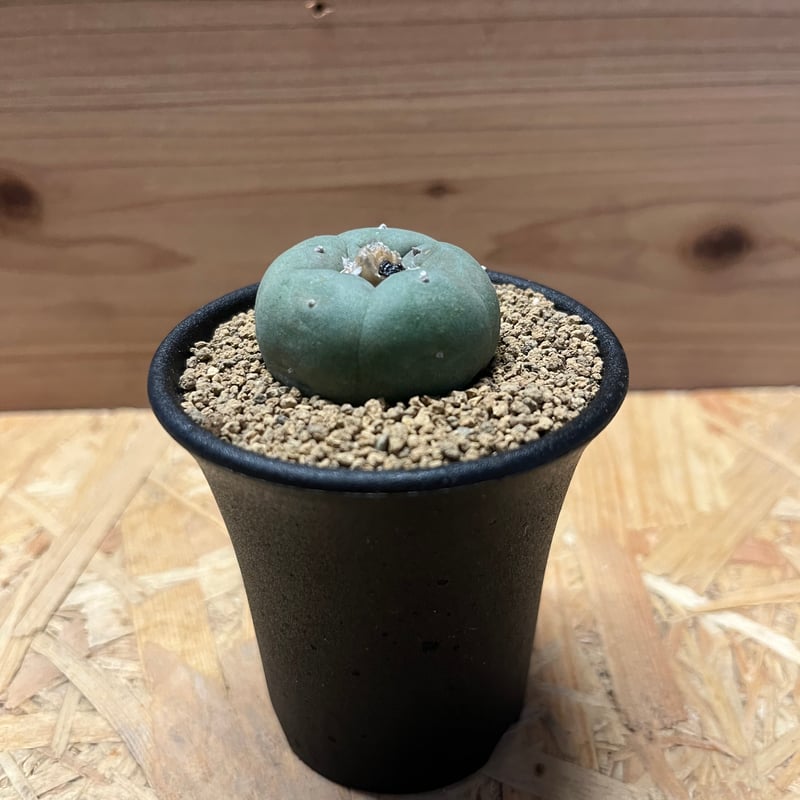 ロフォフォラ 銀冠玉 | GREEN LUCK