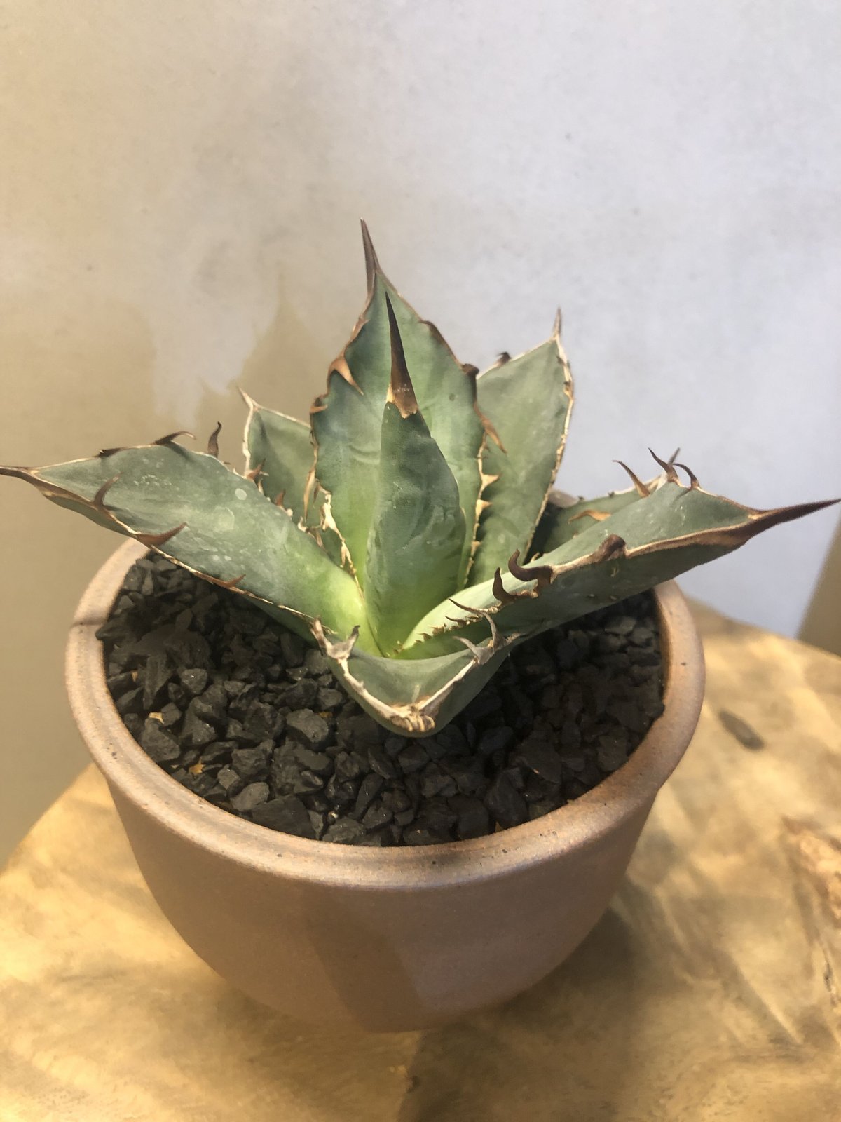 じゅん【タグ付き】アガベ　オアハカ　親株　大株 アガベ チタノタ オアハカ 輸入株 | GREEN LUCK