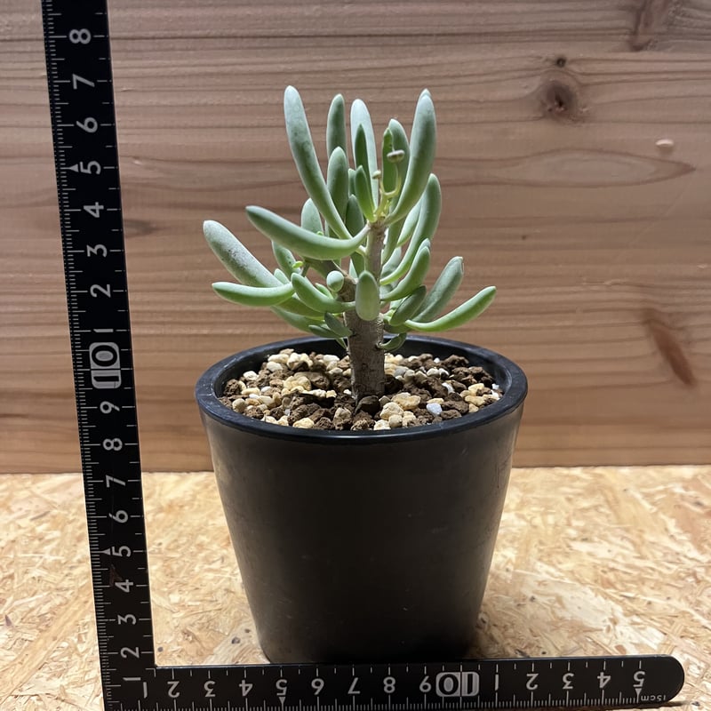 オトンナ　4点　ユーフォルビオイデス　レトロルサ　クラビフォリア　トリプリネルビ 園芸ネット本店｜オトンナ：ユーフォルビオイデス（Sサイズ） 3号