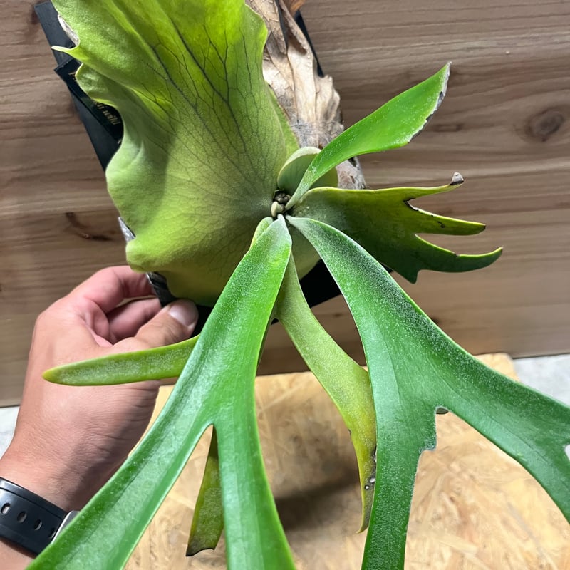 特大ビカクシダ(25-193)ウィリンキーwild株　コルク壁掛け ビカクシダ ウィリンキー ワイルド | GREEN LUCK