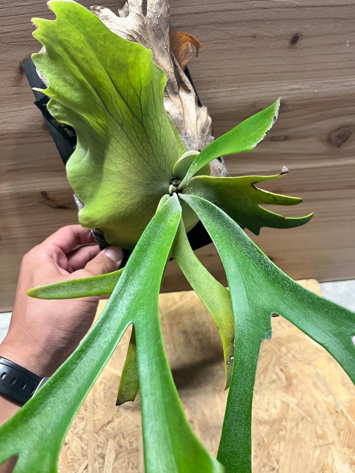 ビカクシダ ウィリンキー ワイルド | GREEN LUCK