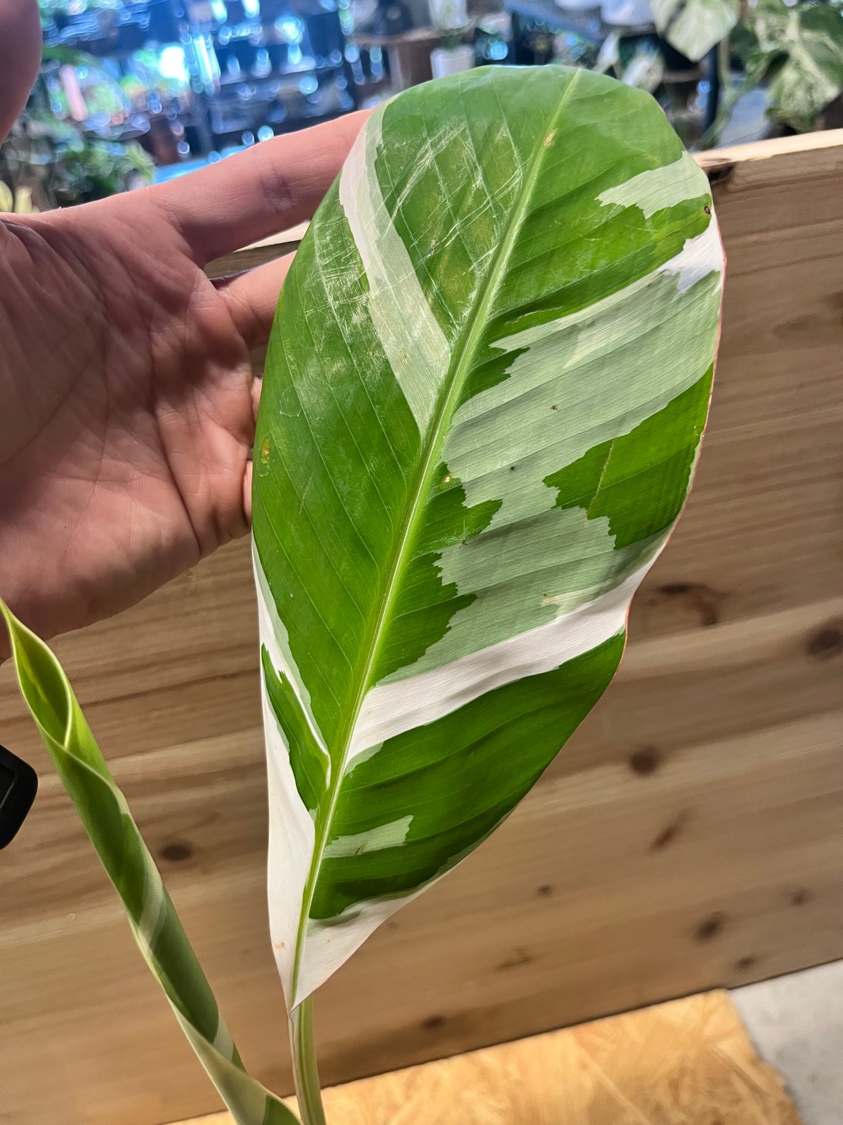 専用出品 ムサ アエアエ 斑入りバナナ | GREEN LUCK