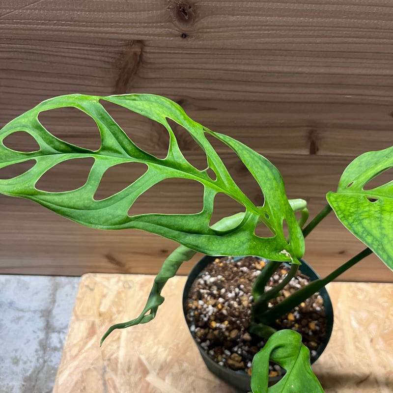 モンステラ エスケレート　吊り鉢 1 モンステラ エスケレート 吊り鉢 1 モンステラ・ポトス