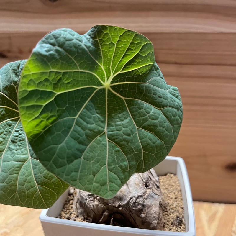 ステファニア　カーウィサキー ステファニア カーウィサキー sp.Nova | GREEN LUCK