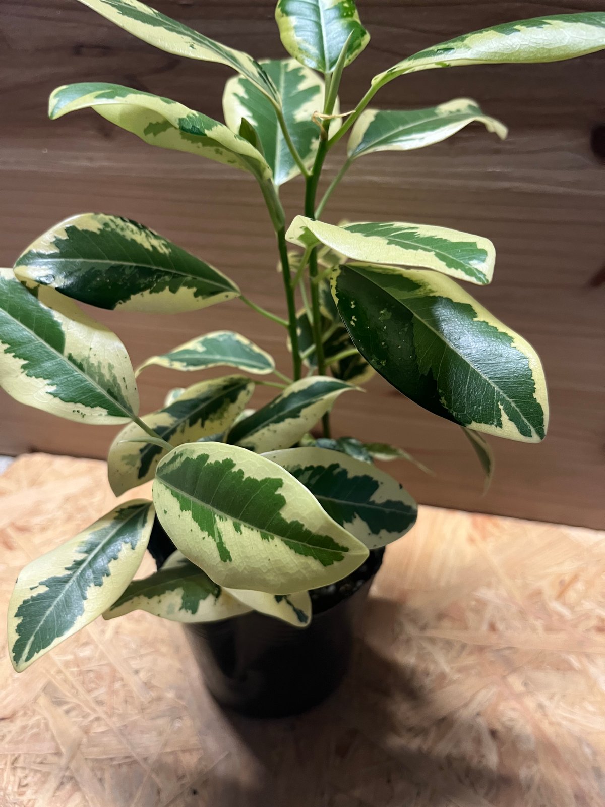 フィカス ルビキノーサ 斑入りフランスゴム | GREEN LUCK