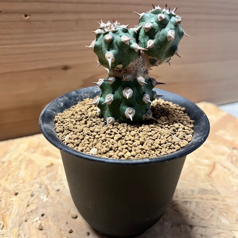 希少 Euphorbia cv.Tom ユーフォルビアcv.TOM ②極太良型 Euphorbia Cv tom - SABOSABO STORE