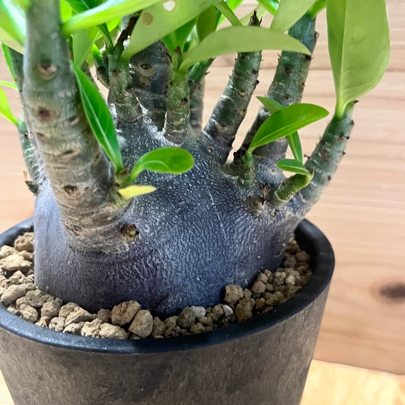 アデニウム 'ブラックゴジラ' | GREEN LUCK