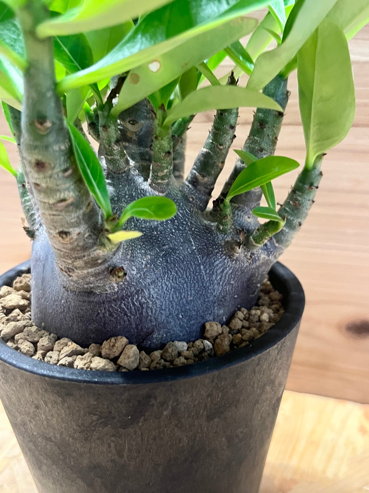 【希少・現品】アデニウム　ブラックゴジラ fit=scale-down,w=1200