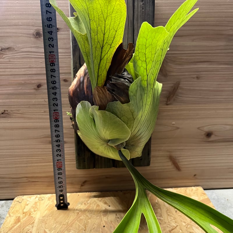 ビカクシダ コロナリウム | GREEN LUCK