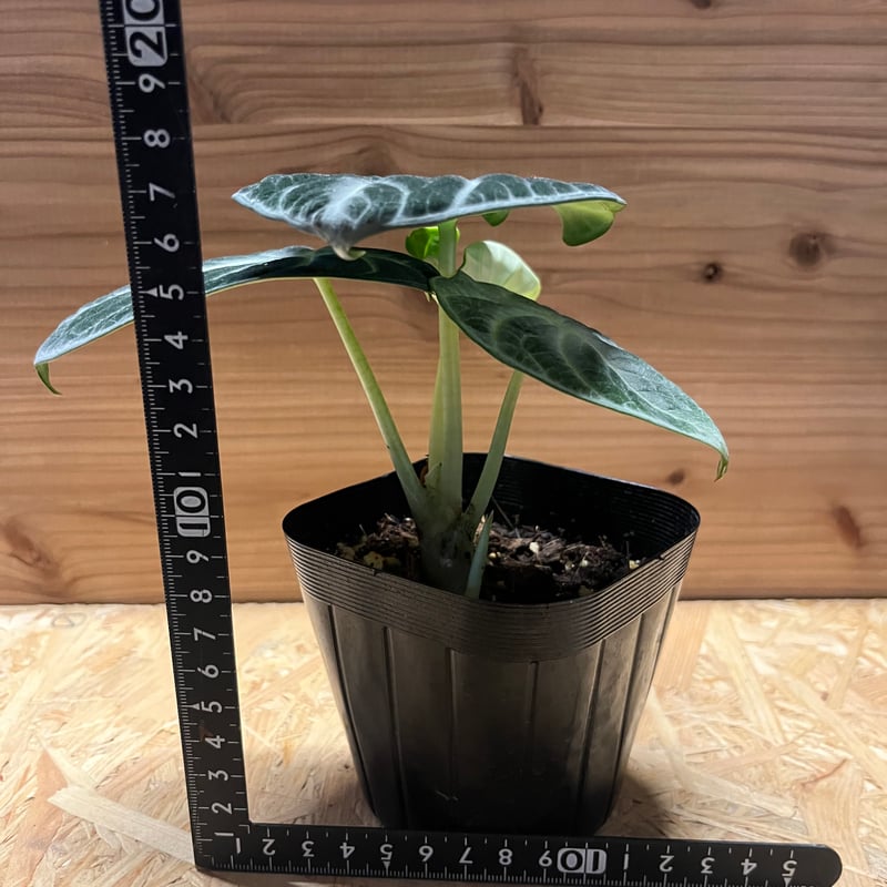 Alocasia Ninja Tricolor/ アロカシア ニンジャ 斑入り③ Alocasia Ninja Tricolor / アロカシア ニンジャ 斑入り④