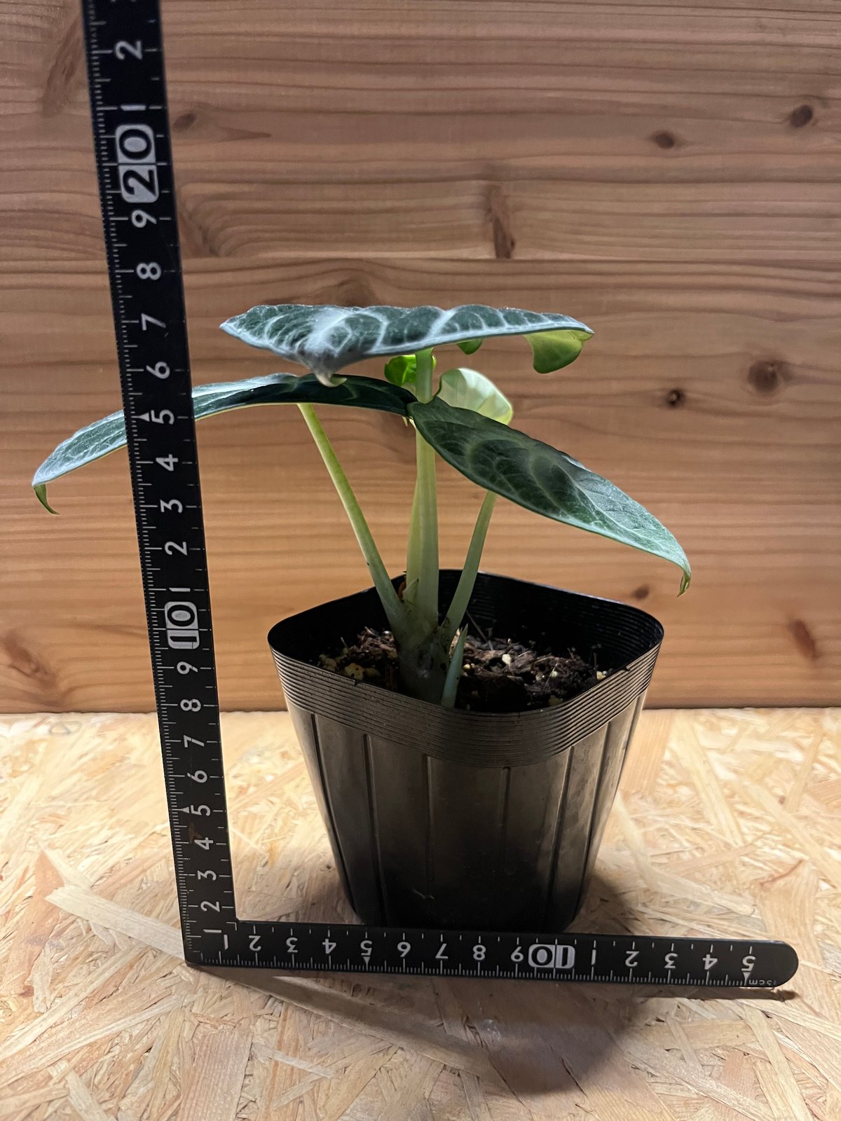 Alocasia Ninja Tricolor/ アロカシア ニンジャ 斑入り②