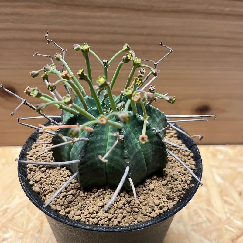 ユーフォルビア スーパーバリダ 雄株 | GREEN LUCK