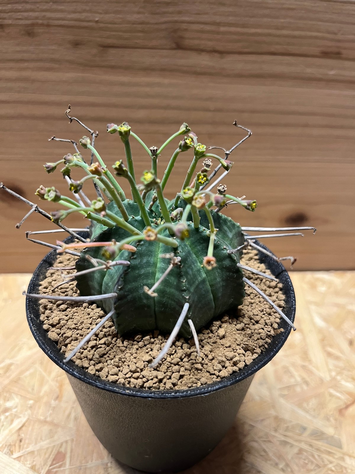 ブラックバリダ×スーパーバリダ　親株　③ ブラックバリダ×スーパーバリダ 親株 子株付 ① 2025年最新】スーパー