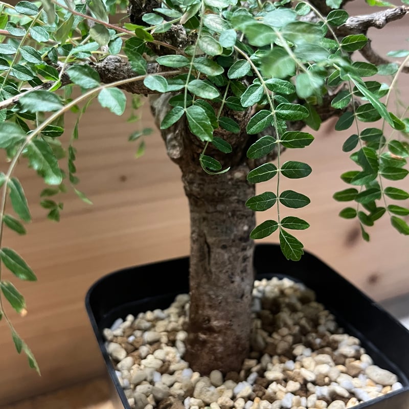 ボスウェリア ネグレクタ | GREEN LUCK