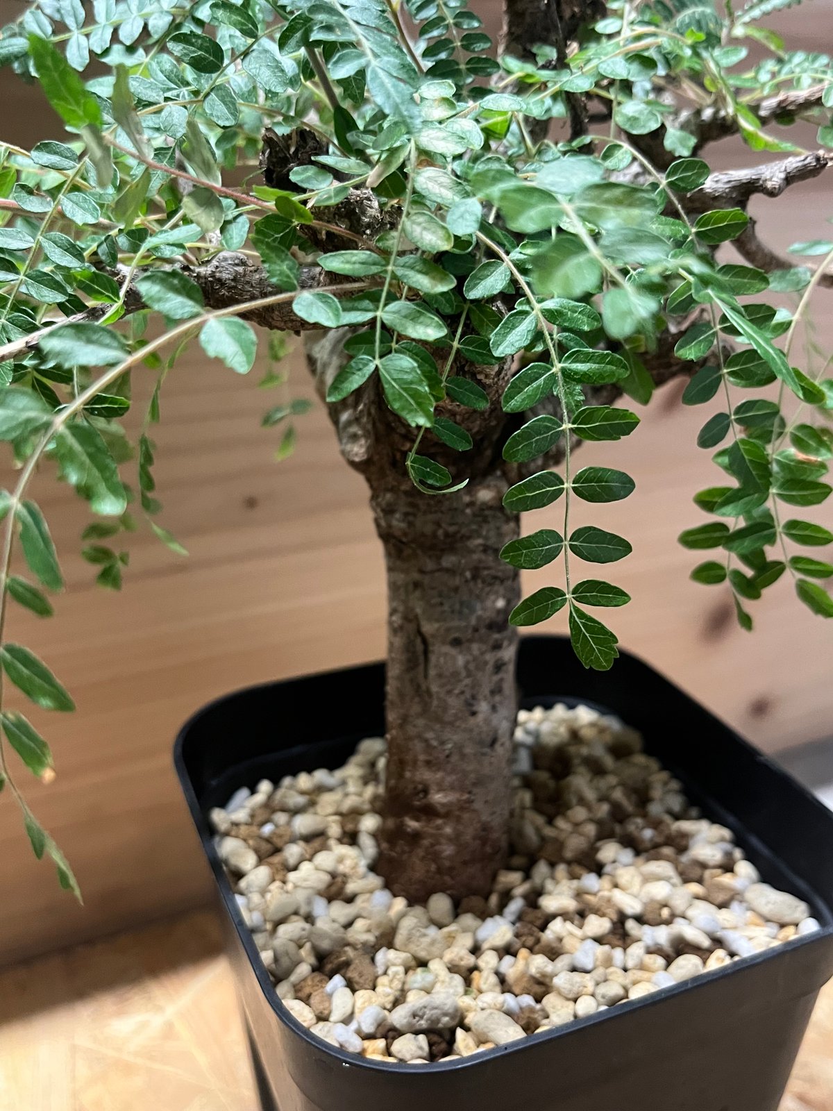 ボスウェリア ネグレクタ | GREEN LUCK