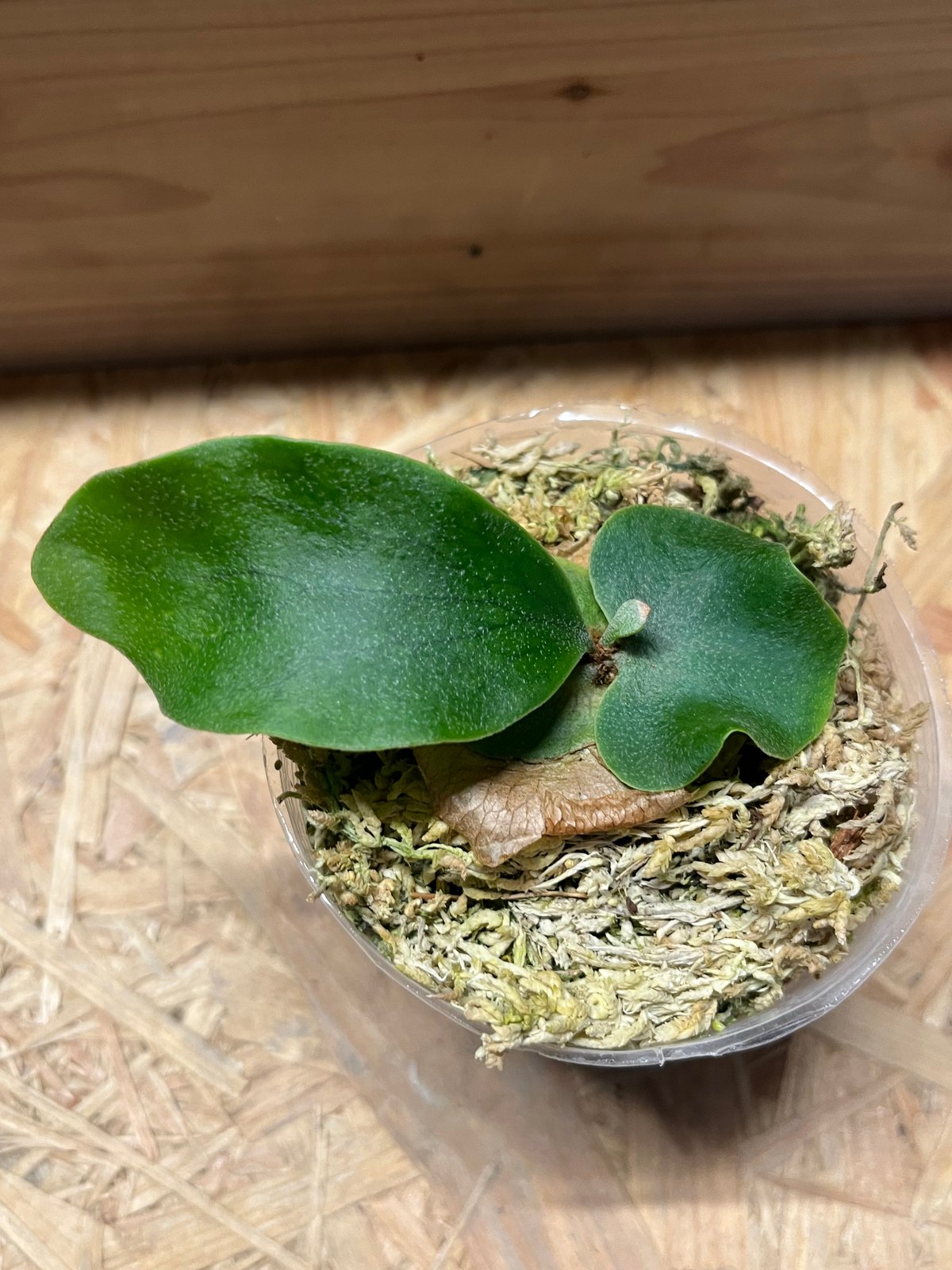 ビカクシダ 風神 | GREEN LUCK