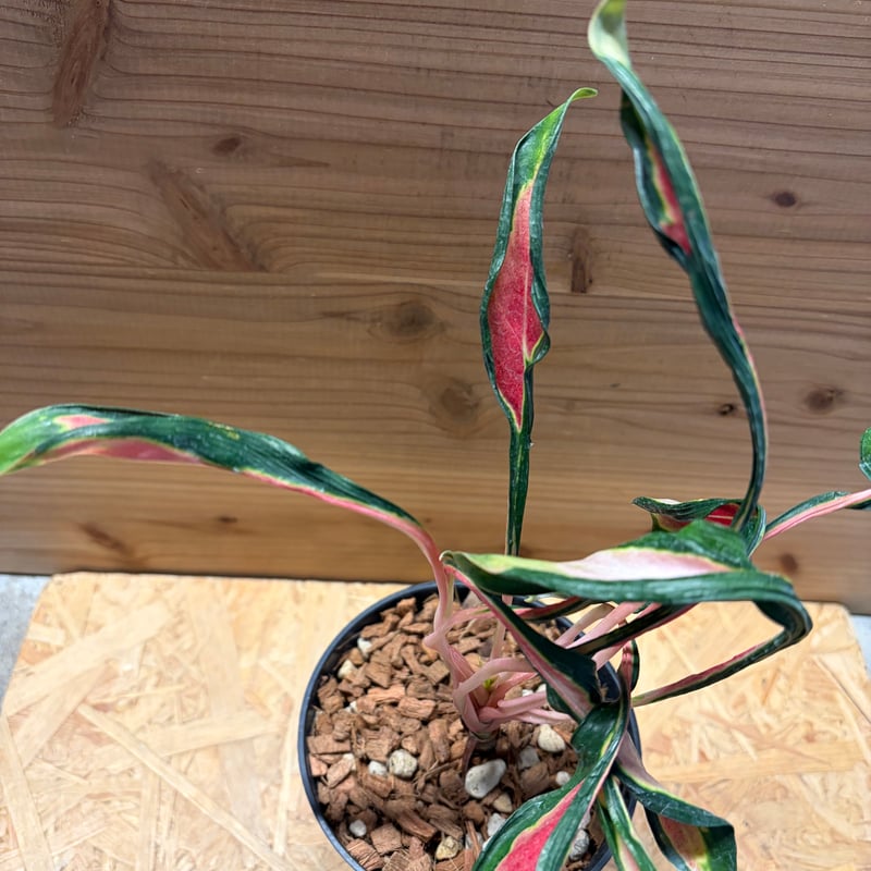 その他観葉植物 Aglaonema Medusa アグラオネマ 'メデューサ' | GREEN LUCK