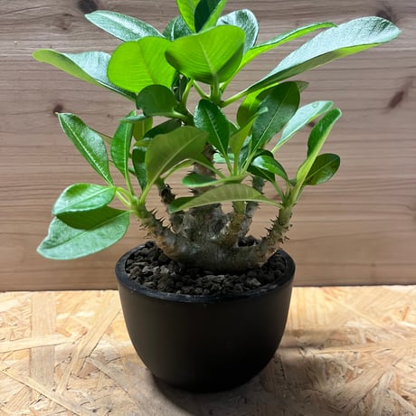 パキポディウムウィンゾリー2点 まとめ商品 パキポディウム ウィンゾリー | STELLA.PLANTS