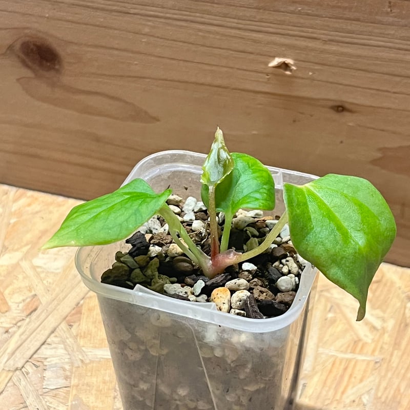 アンスリウム ポーティラエ NSE | GREEN LUCK