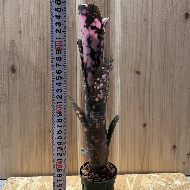 ビルベルギア インセンディアリーデライト | GREEN LUCK