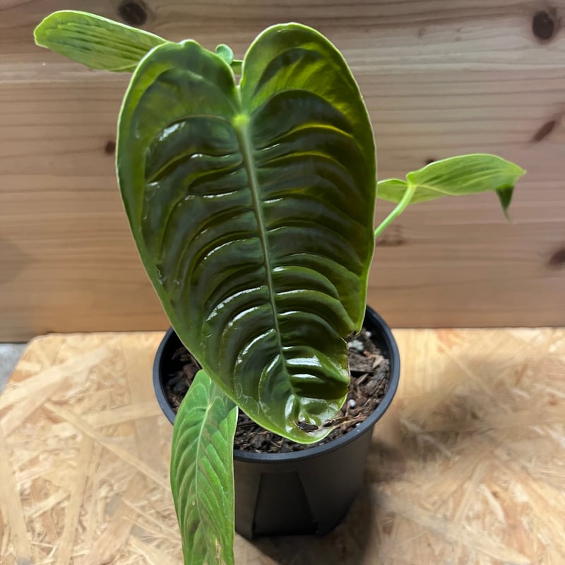 【KQセット】アンスリウム ベイチー ＆ ワロクアーナム KQセット】アンスリウム ベイチー ＆ ワロクアーナム KQセット